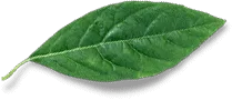 leaf free img