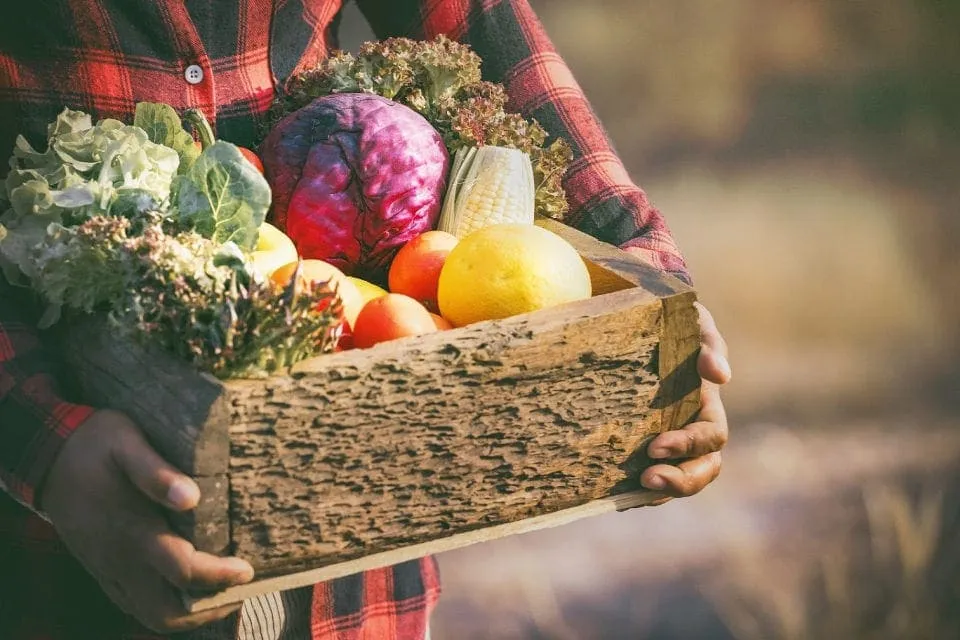 Organic Meal Delivery